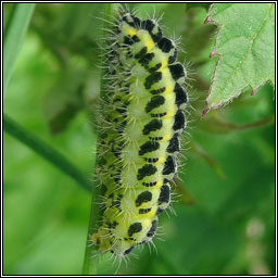 Six-spot Burnet, Zygaena filipendulae