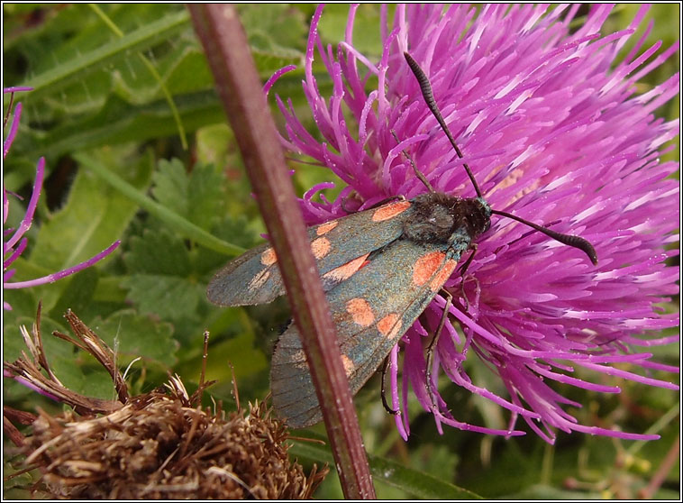 Six-spot Burnet, Zygaena filipendulae