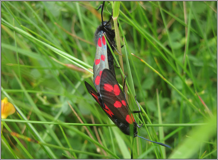 Six-spot Burnet, Zygaena filipendulae