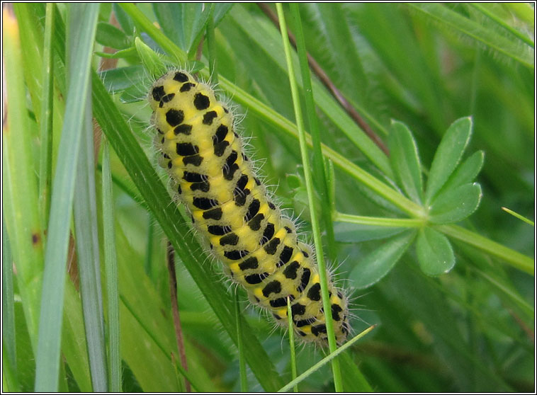 Six-spot Burnet, Zygaena filipendulae