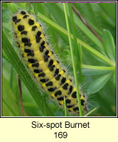 Six-spot Burnet, Zygaena filipendulae