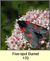 Five-spot Burnet, Zygaena trifolii