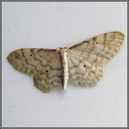 Dwarf Cream Wave, Idaea fuscovenosa