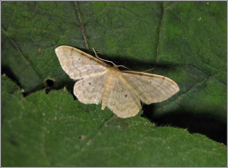 Dwarf Cream Wave, Idaea fuscovenosa