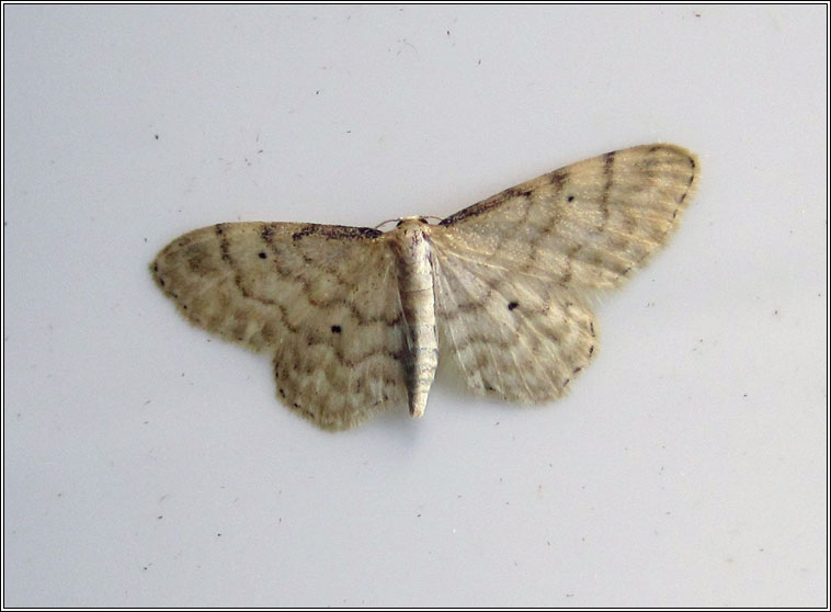 Dwarf Cream Wave, Idaea fuscovenosa