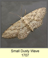 Small Dusty Wave, Idaea seriata