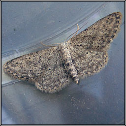 Small Dusty Wave, Idaea seriata