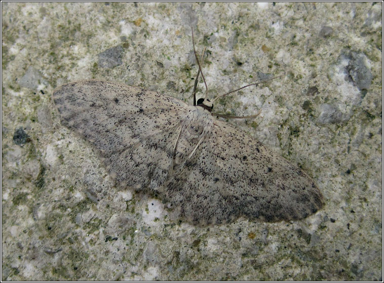 Small Dusty Wave, Idaea seriata