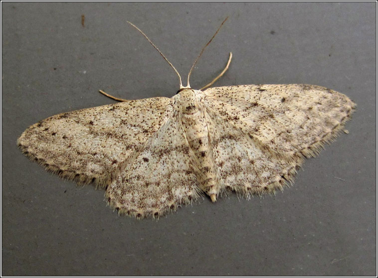 Small Dusty Wave, Idaea seriata