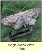 Single-dotted Wave, Idaea dimidiata