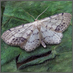 Single-dotted Wave, Idaea dimidiata