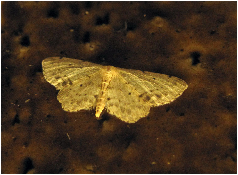 Single-dotted Wave, Idaea dimidiata