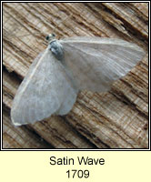 Satin Wave, Idaea subsericeata