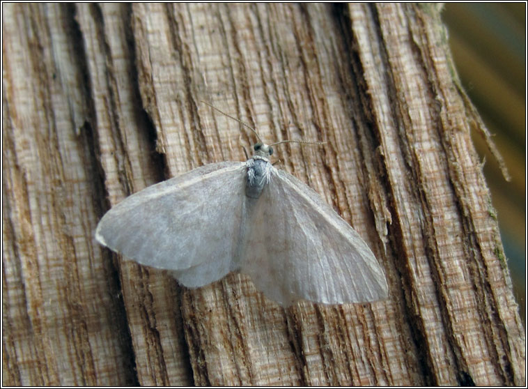 Satin Wave, Idaea subsericeata