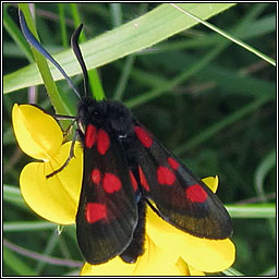 Five-spot Burnet, Zygaena trifolii