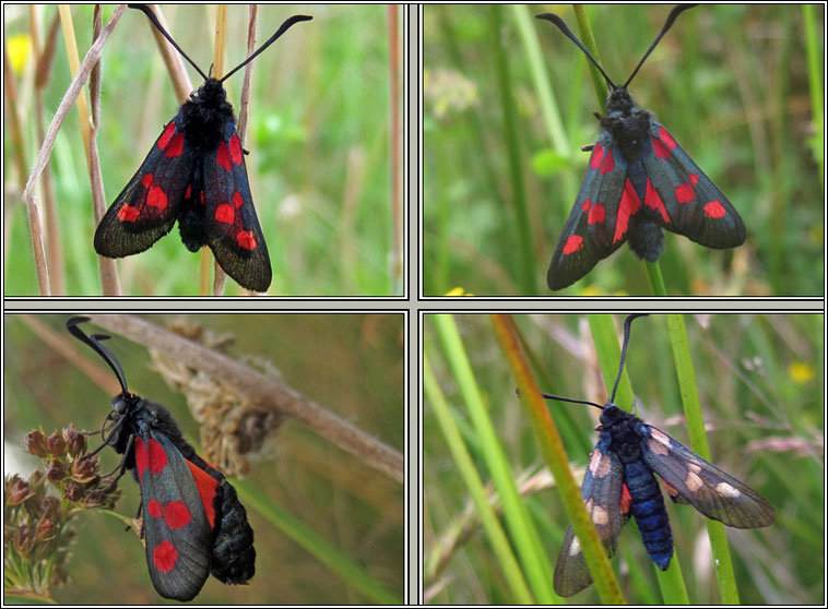 Five-spot Burnet, Zygaena trifolii