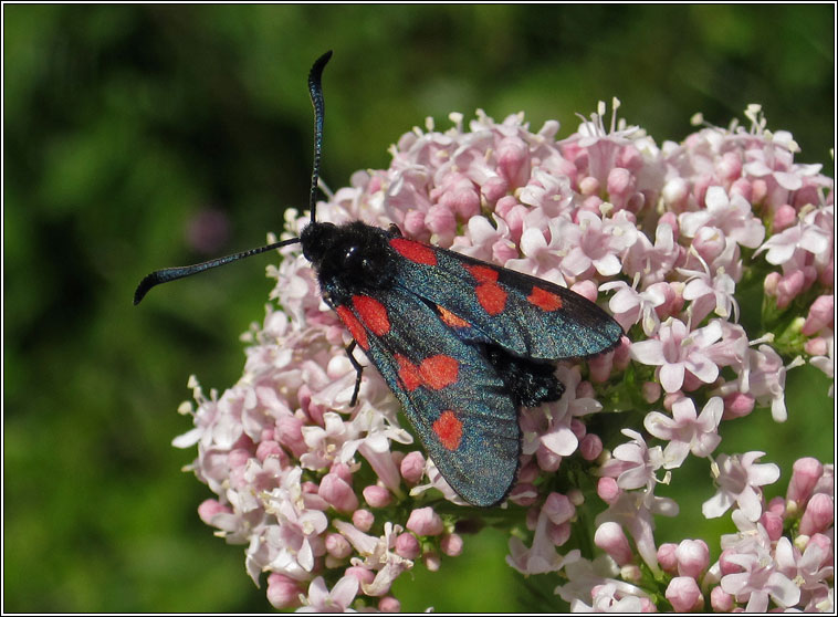 Five-spot Burnet, Zygaena trifolii