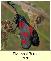 Five-spot Burne, Zygaena trifolii