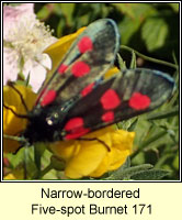 Narrow-bordered Five-spot Burnet, Zygaena lonicerae