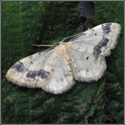 Treble Brown Spot, Idaea trigeminata