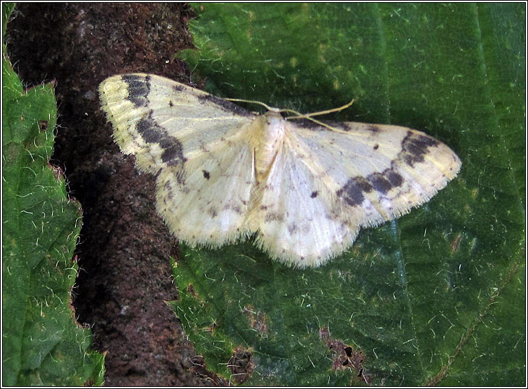 Treble Brown Spot, Idaea trigeminata