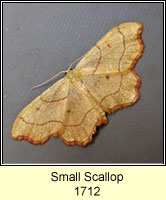 Small Scallop, Idaea emarginata