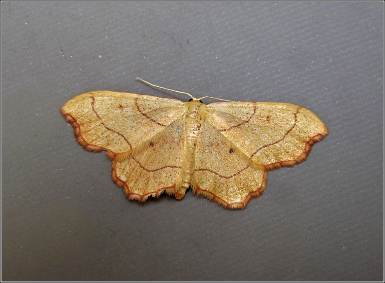 Small Scallop, Idaea emarginata