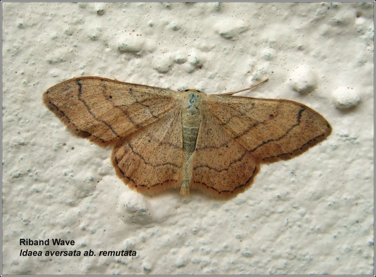 Riband Wave, Idaea aversata