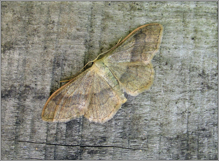 Riband Wave, Idaea aversata