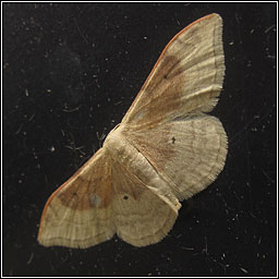 Portland Ribbon Wave, Idaea degeneraria