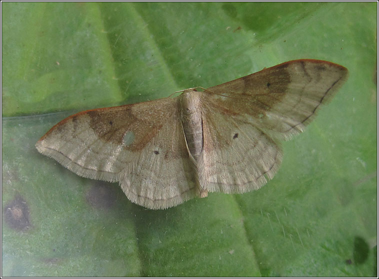 Portland Ribbon Wave, Idaea degeneraria