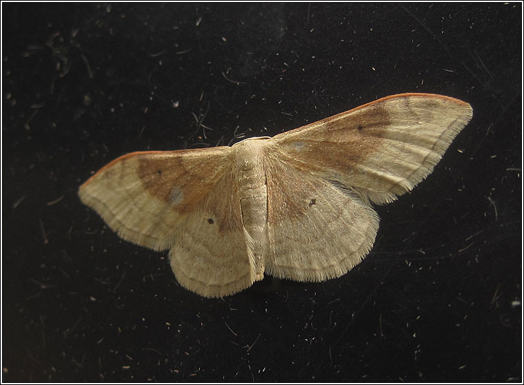 Portland Ribbon Wave, Idaea degeneraria