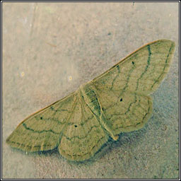 Plain Wave, Idaea straminata