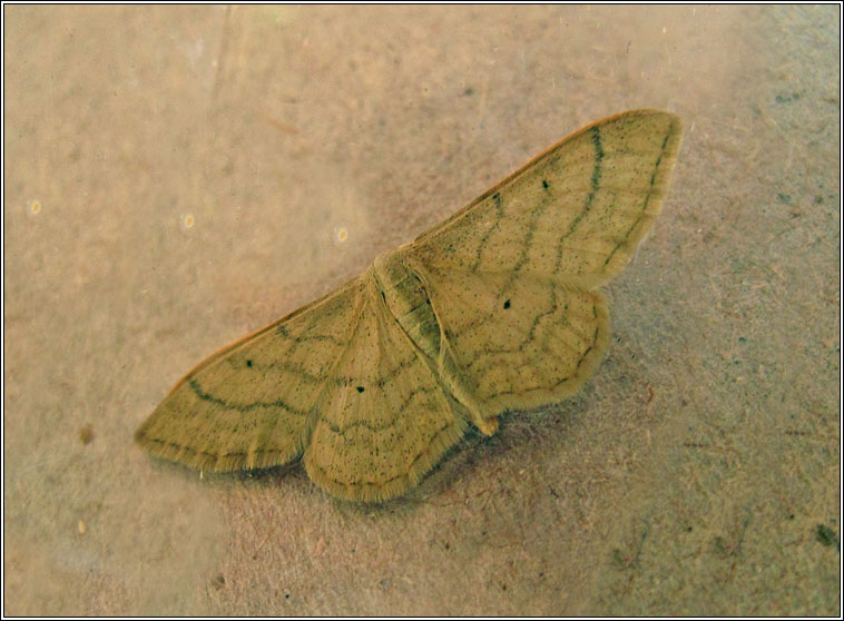 Plain Wave, Idaea straminata