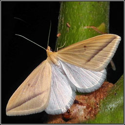 Vestal, Rhodometra sacraria