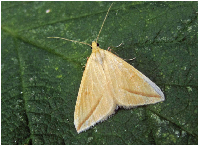 Vestal, Rhodometra sacraria