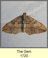 Gem, Orthonama obstipata