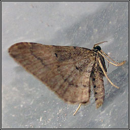 Gem, Orthonama obstipata