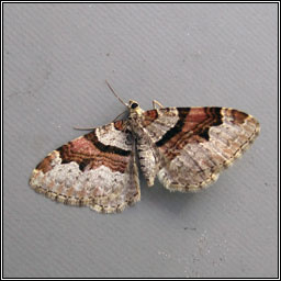 Flame Carpet, Xanthorhoe designata