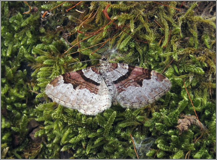 Flame Carpet, Xanthorhoe designata