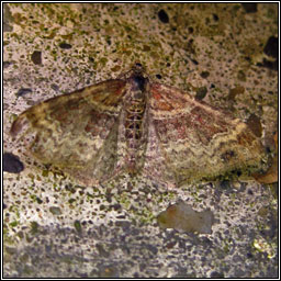 Red Twin-spot Carpet, Xanthorhoe spadicearia