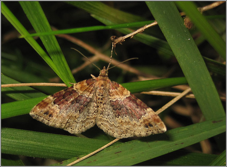 Red Twin-spot Carpet, Xanthorhoe spadicearia