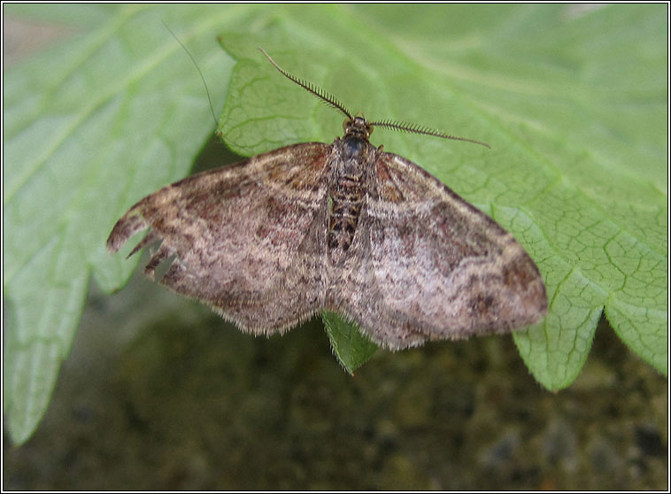 Red Twin-spot Carpet, Xanthorhoe spadicearia