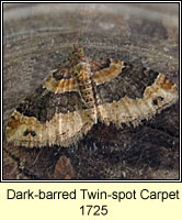 Dark-barred Twin-spot Carpet, Xanthorhoe ferrugata