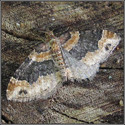 Dark-barred Twin-spot Carpet, Xanthorhoe ferrugata