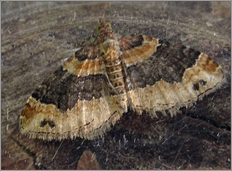 Dark-barred Twin-spot Carpet, Xanthorhoe ferrugata