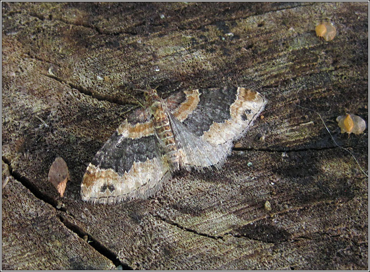 Dark-barred Twin-spot Carpet, Xanthorhoe ferrugata