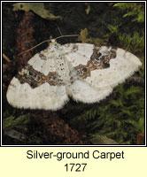 Silver-ground Carpet, Xanthorhoe montanata