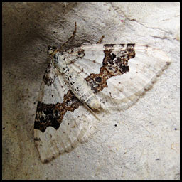 Silver-ground Carpet, Xanthorhoe montanata