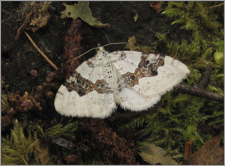 Silver-ground Carpet, Xanthorhoe montanata